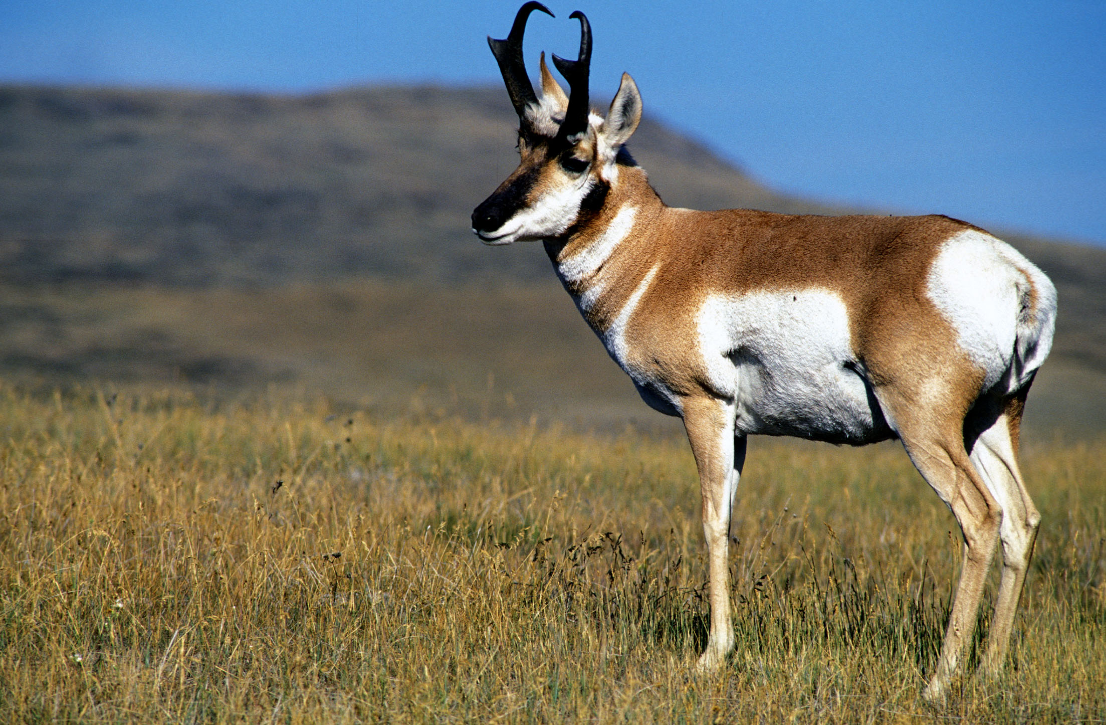 Pronghorns ONE