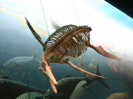 Image result for ichthyosaur nevada