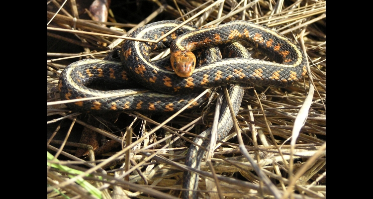 Garter Snakes One