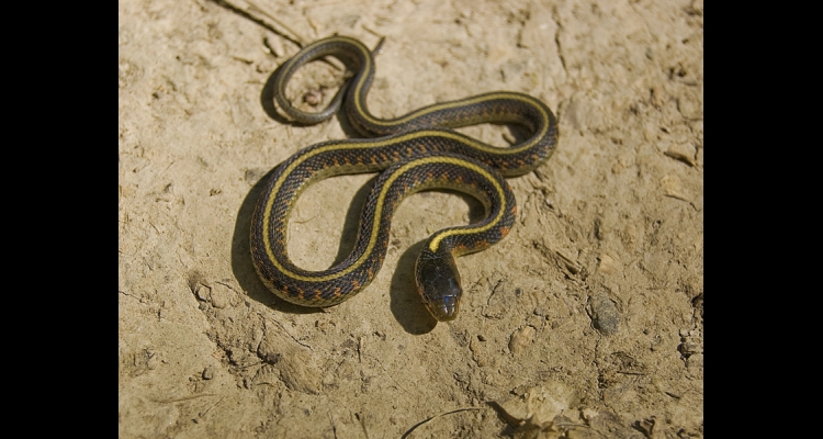 Garter Snakes One